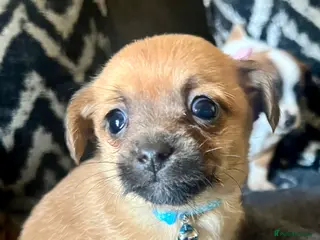 Mixed Breed dogs Adorable 3 tiny Chihuahua x terrier. Puppy's - Advert 3