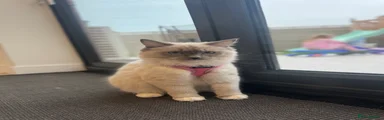 Kitten 1