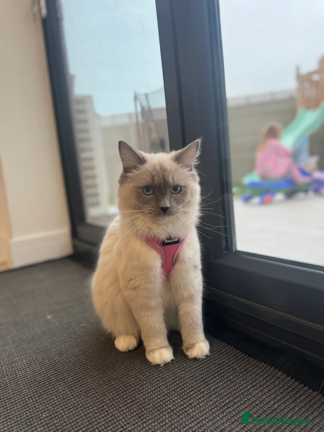 Ragdoll cats for sale: Champion Ragdoll Girls in Thetford - Advert 3