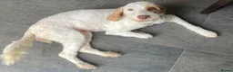 Cockapoo dogs for sale: Absolutely beautiful girl - Advert 13