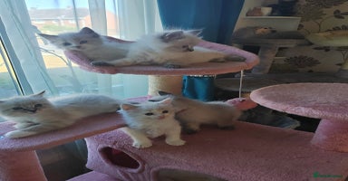Ragdoll cats - Advert 5