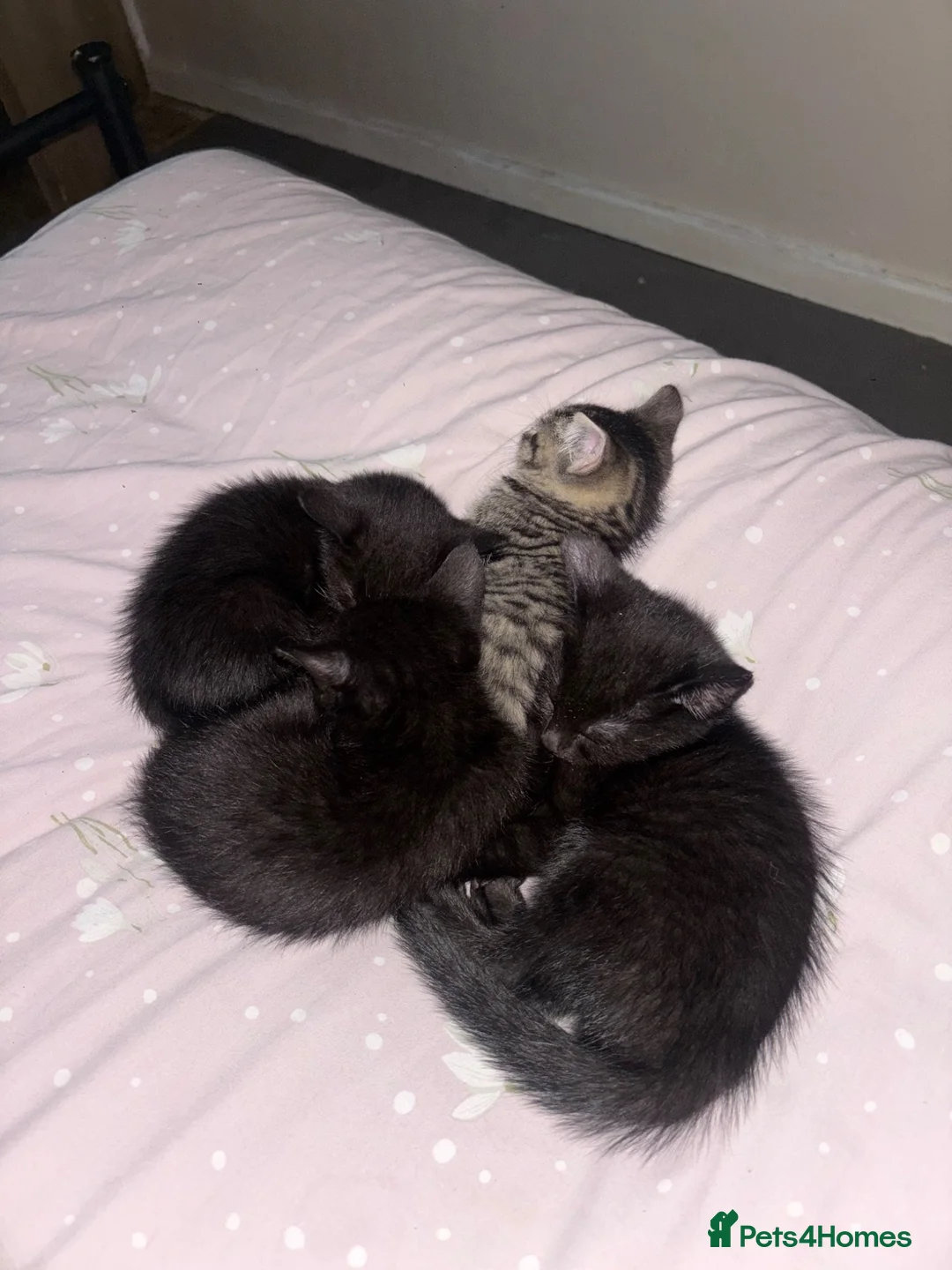Domestic Shorthair cats for sale: Gorgeous, friendly kittens - Advert 2