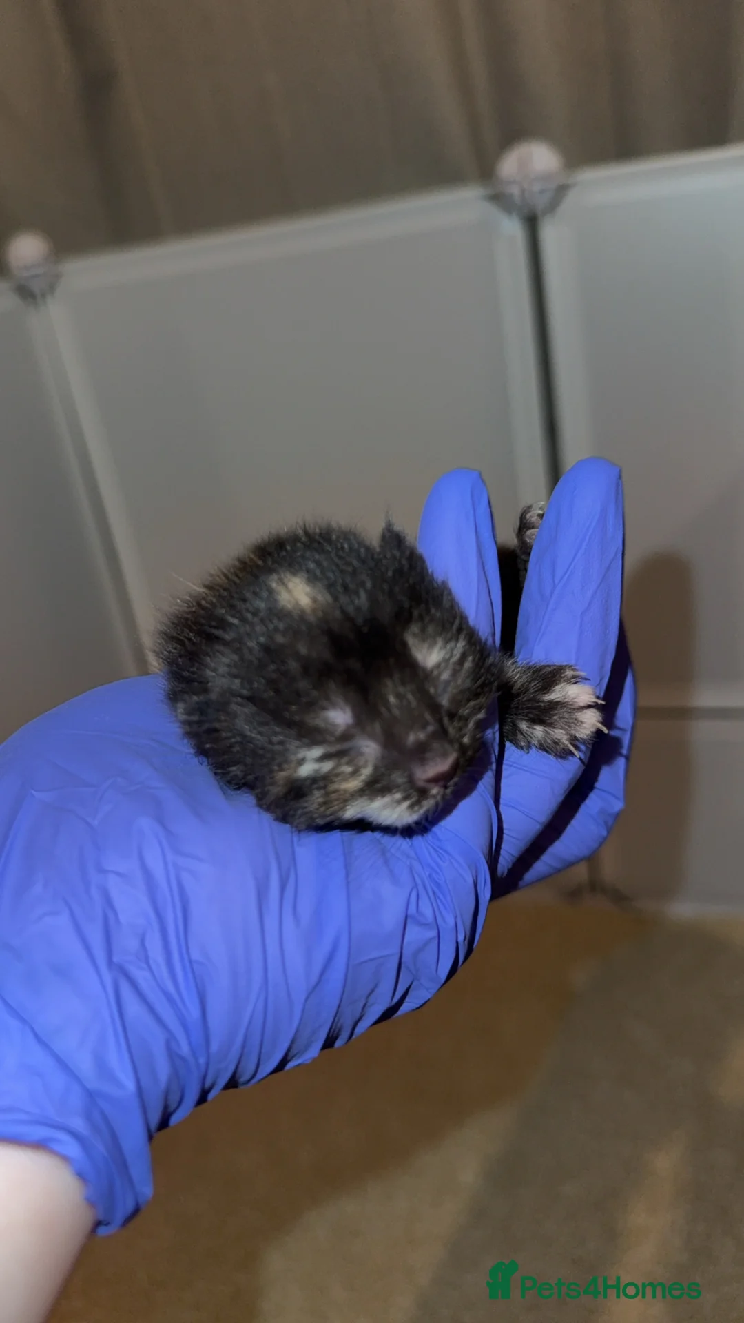 Domestic Shorthair cats for sale: 3 kittens - Advert 5