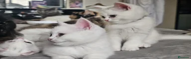 British Shorthair 2