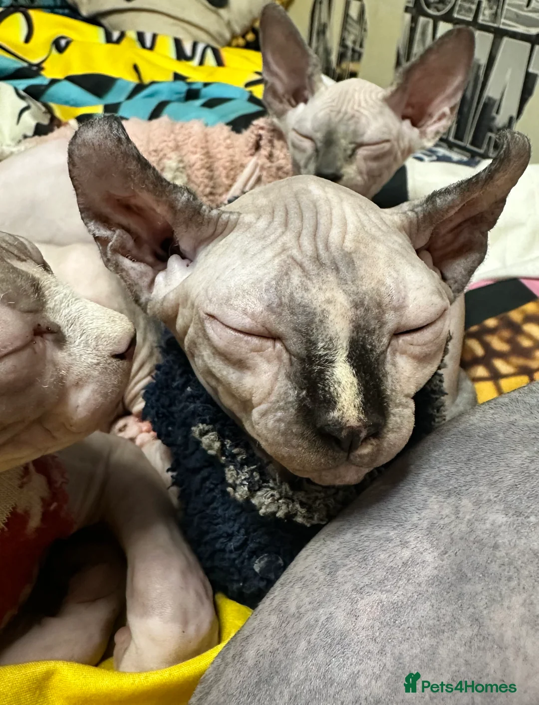 Sphynx cats for sale: LOVING SPHYNX KITTENS READY TO GO🤍 - Advert 35