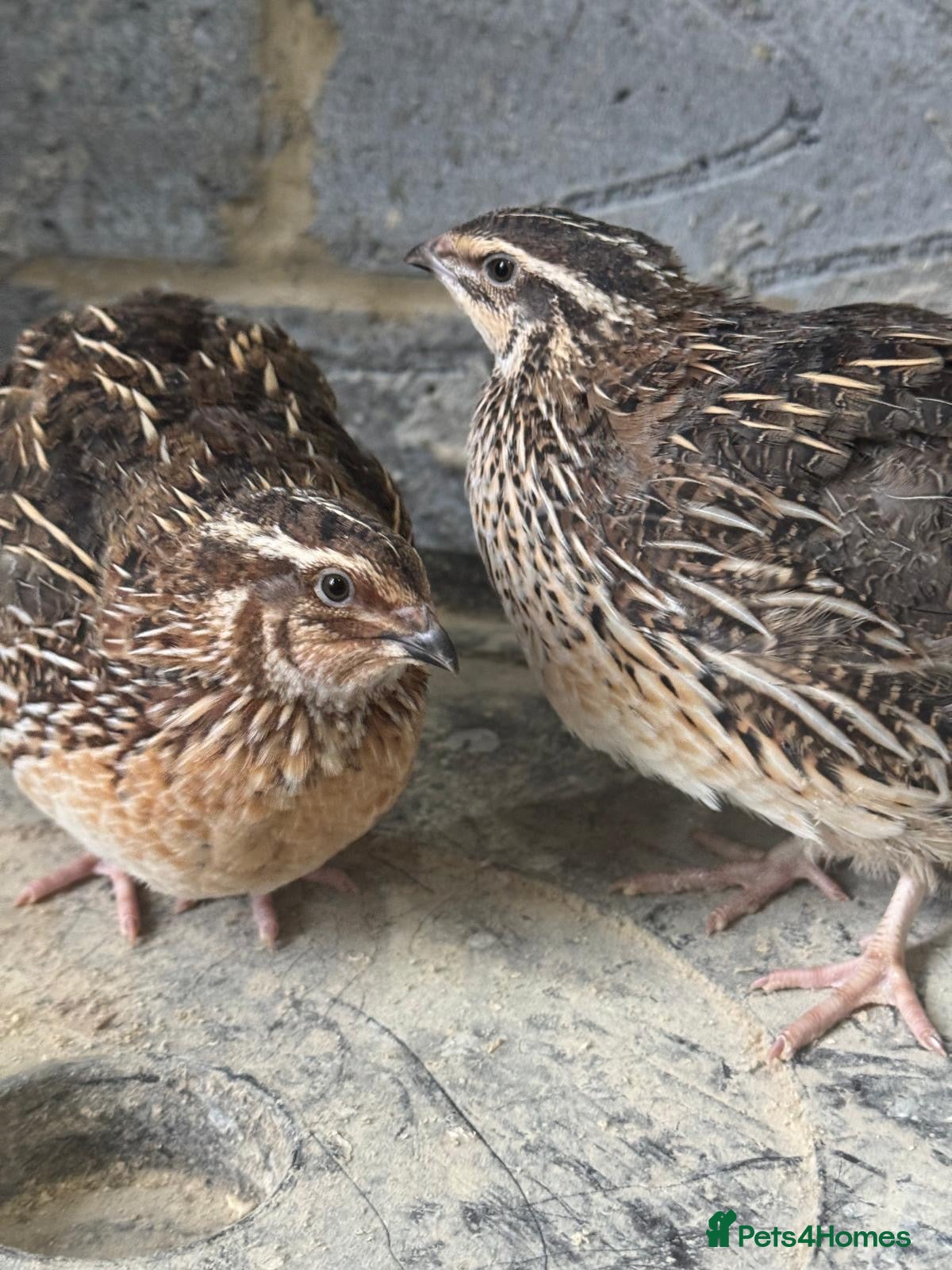 Quail poultry Any ages English White, Estonian breeds of quails  - Advert 1