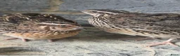 Quail poultry for sale: Any ages English White, Estonian breeds of quails  - Advert 1