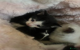Ragdoll cats for sale: Half rag doll kitten   - Image 6