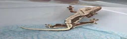 Gecko reptiles for sale: Crested geckos  - Advert 19