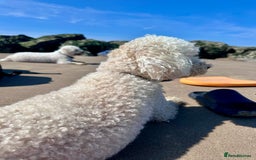 Poochon dogs for sale: Mother and son - Image 12