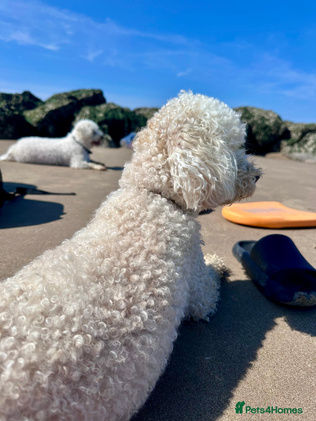 Poochon dogs for sale: Mother and son - Image 12