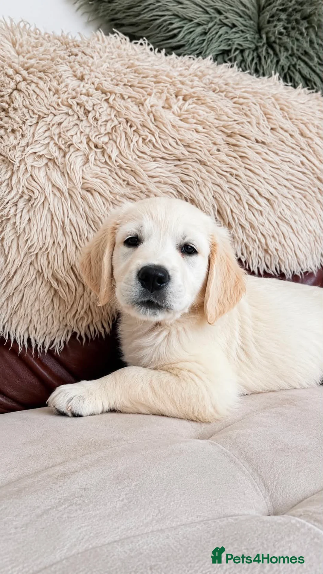 Golden Retriever dogs for sale: Exceptional Golden Retriever Puppies 🐾 - Advert 2