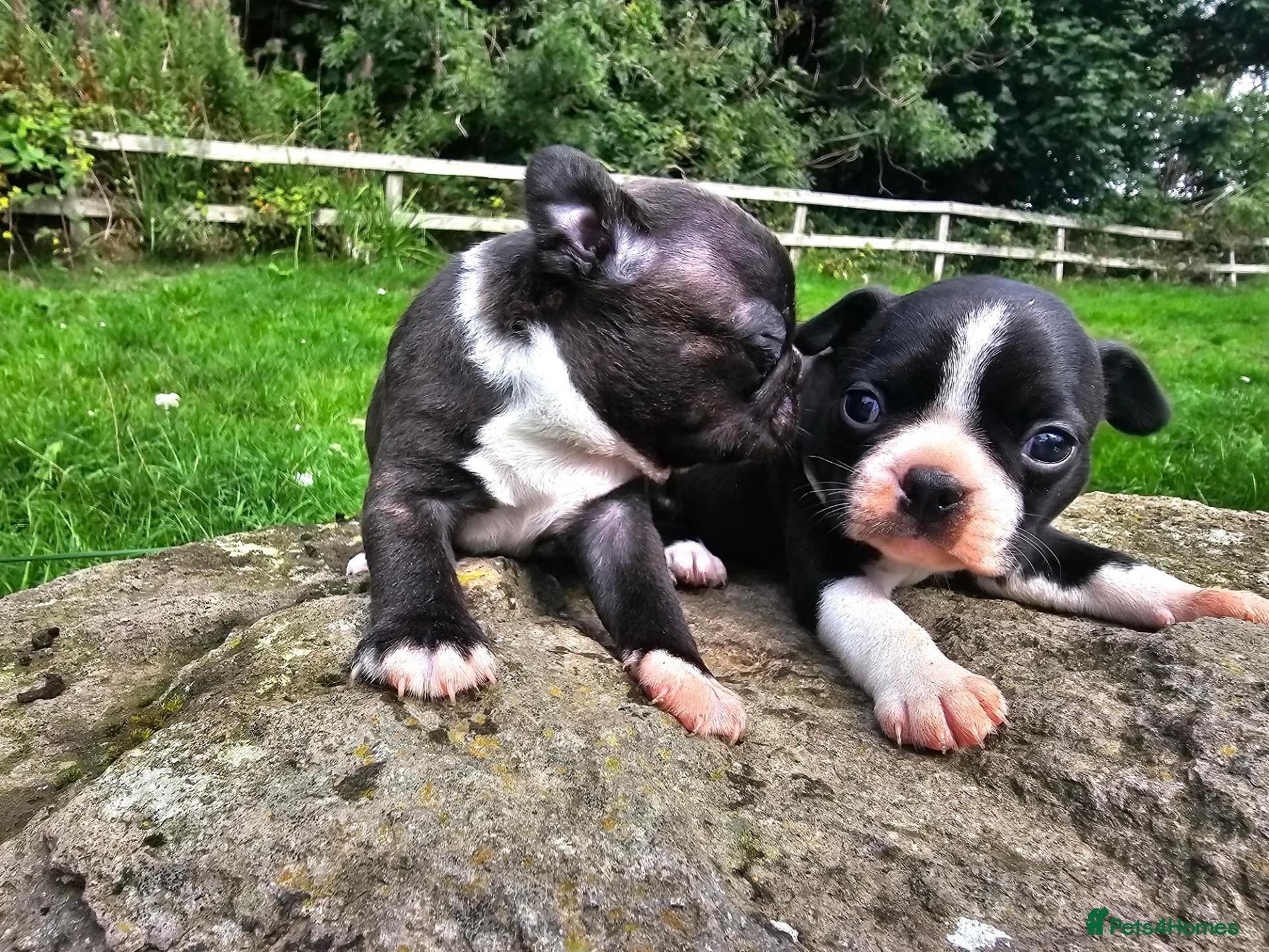 Boston Terrier dogs Two little cuties from our farm - Advert 6