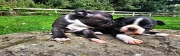 Boston Terrier dogs for sale: Two little cuties from our farm - Advert 3