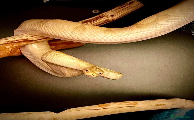 Python Snake reptiles - Advert 1