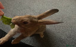 Rex rabbits for sale: 2 male rabbits for sale  - Image 4