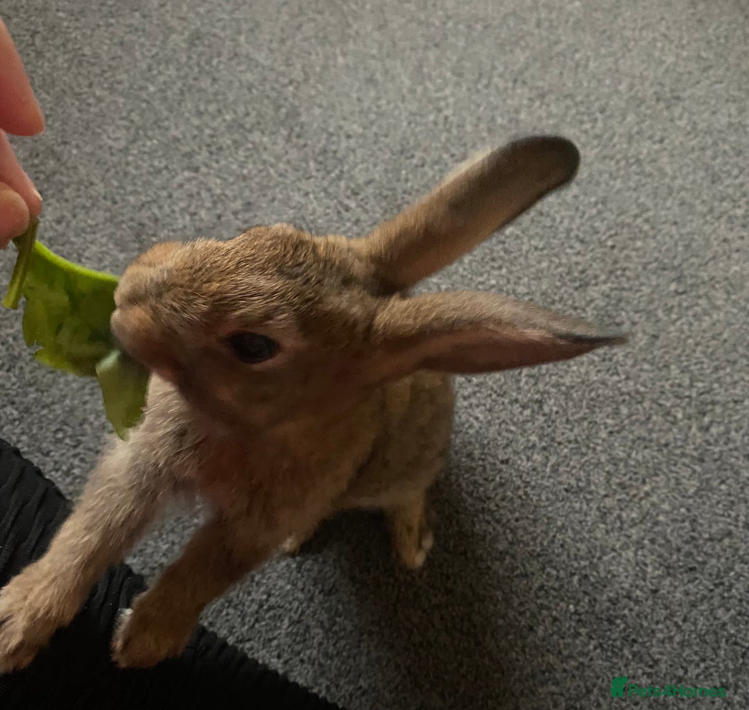 Rex rabbits for sale: 2 male rabbits for sale  - Image 4
