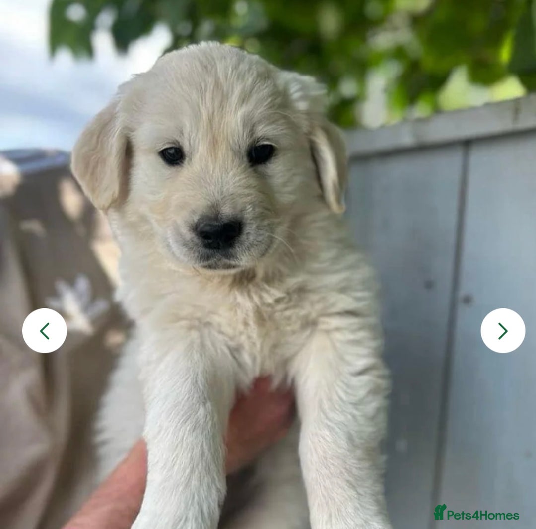Golden Retriever dogs for sale: Beautiful Golden Retriever Puppy  - Image 9