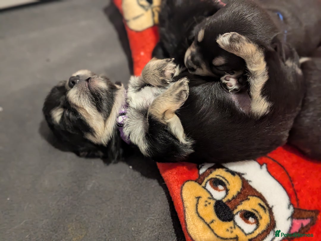 Chihuahua dogs for sale: Litter of Chihuahua pups - Image 4