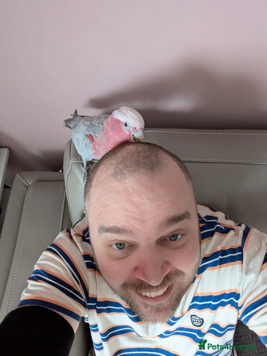 Cockatoo birds for sale: Kenny Friendly Hand Tame Galah - Advert 2