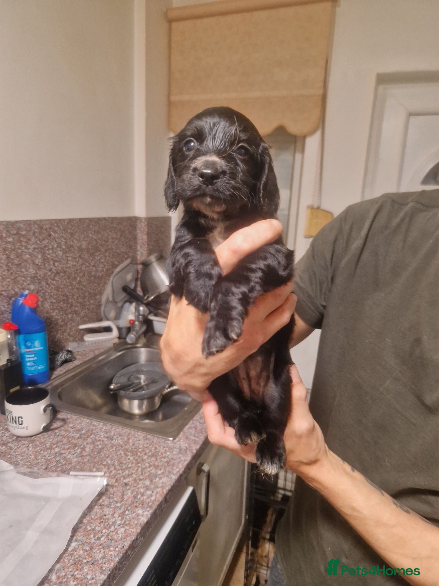 Cocker Spaniel dogs Cocker spaniels for sale - Advert 11