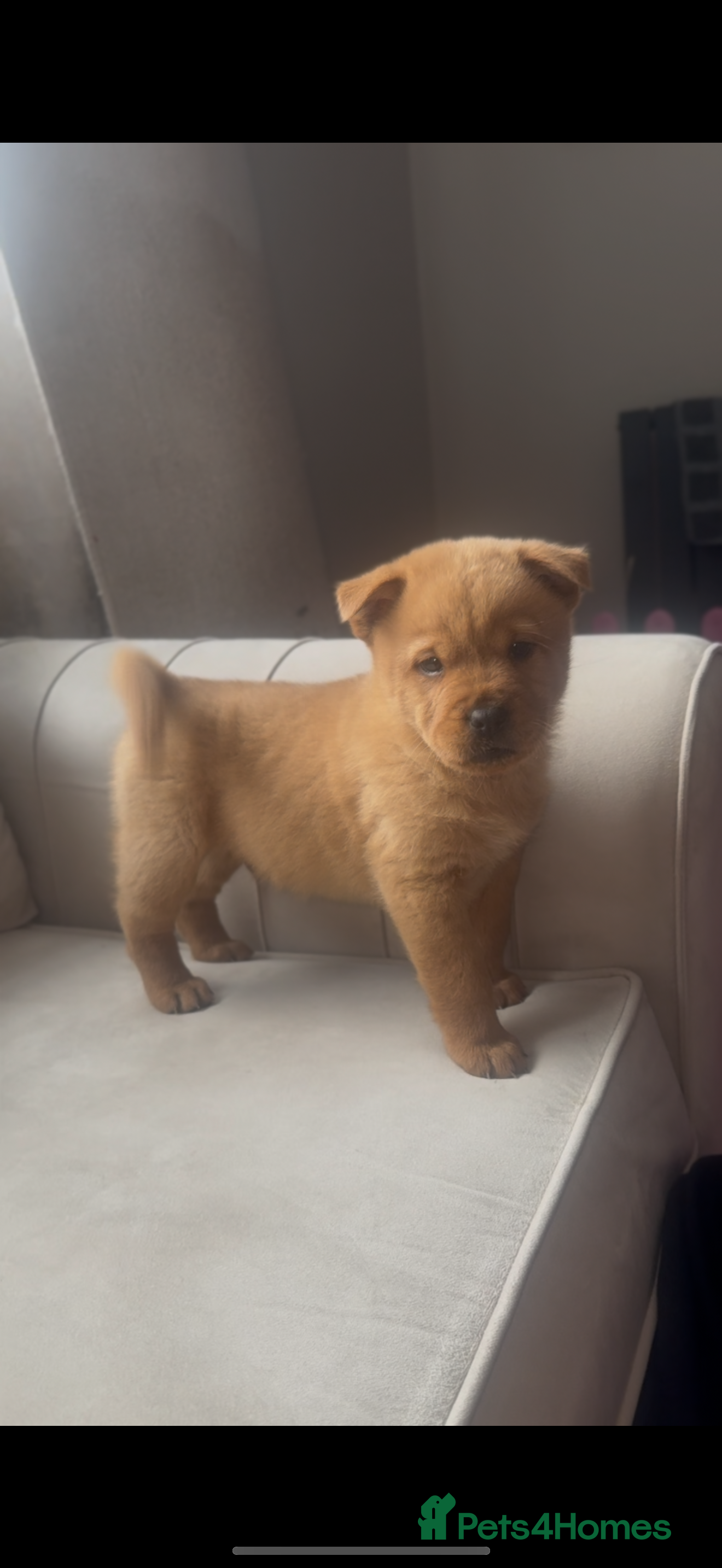 Mixed Breed dogs Chow chow x Rottweiler puppies ready now  - Advert 8
