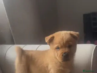 Mixed Breed dogs Chow chow x Rottweiler puppies ready now - Advert 8