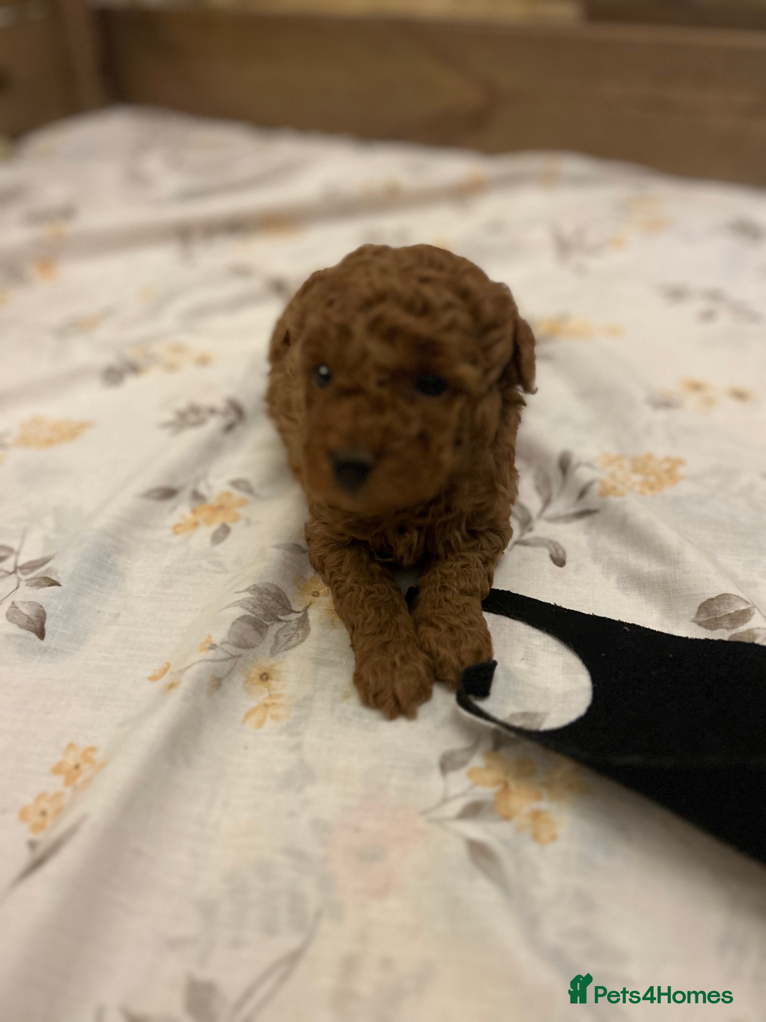 Maltipoo dogs Stunning quality Maltipo’s 1 male left  - Advert 3