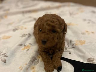 Maltipoo dogs Stunning quality Maltipo’s 1 male left - Advert 3