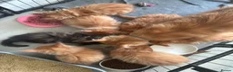 Maine Coon cats for sale: Pure breed Maine coon kittens  - Advert 23