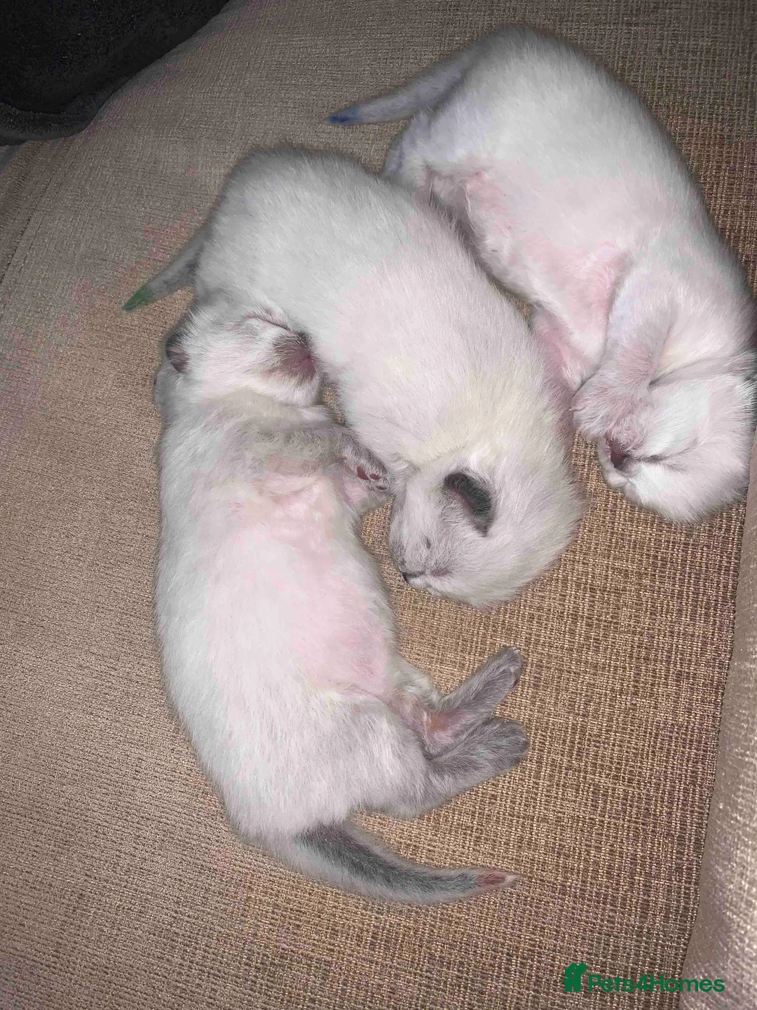 Ragdoll cats for sale: Pure Ragdoll Kittens - Advert 9