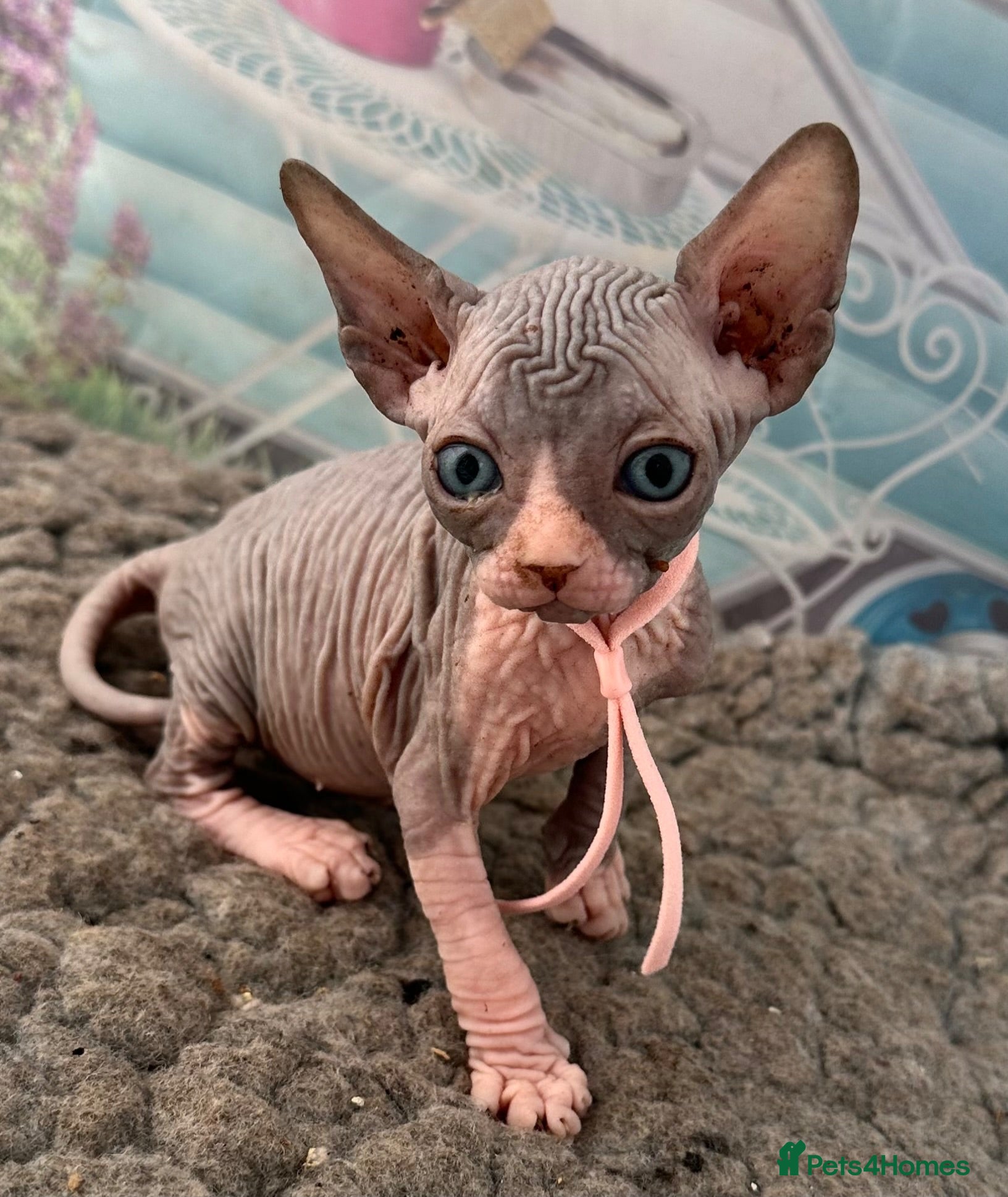 Sphynx cats Stunning lilac and blue sphynx  - Advert 15