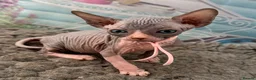 Sphynx cats for sale: Just 2 gorgeous boys left now - Advert 37
