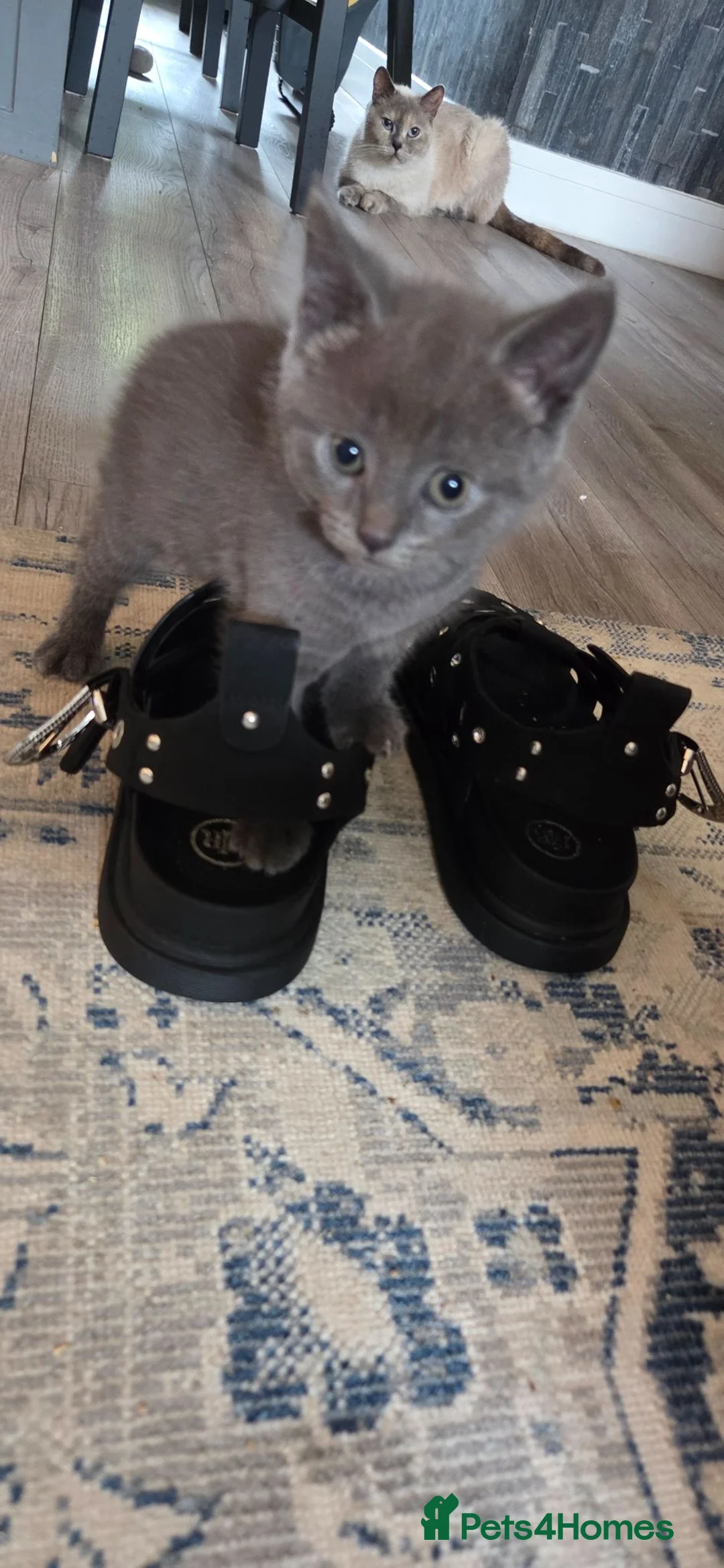 Mixed Breed cats for sale: Kittens  - Advert 1