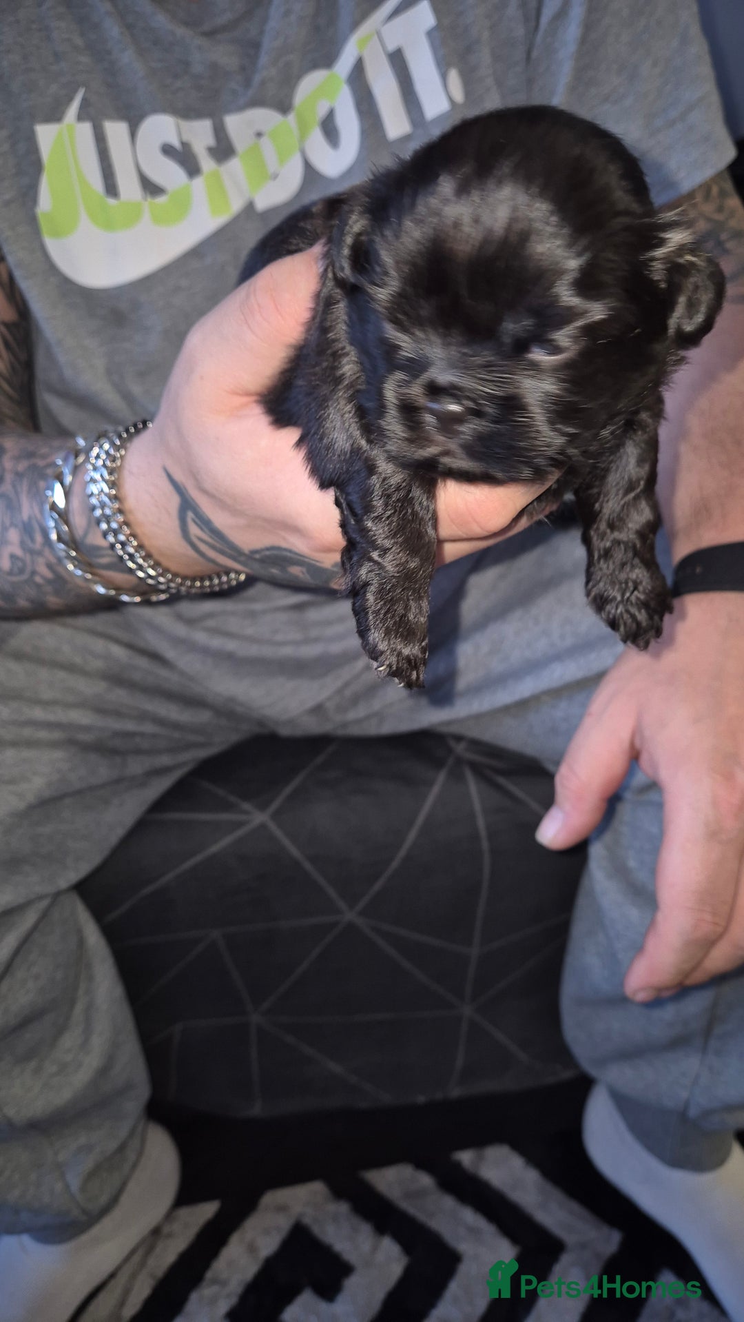 Shih Tzu dogs for sale: Shih Tzu Babies - Advert 2