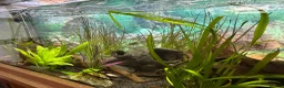 Other/Mixed Breed fish for sale: Lovely set up for sale  - Advert 5