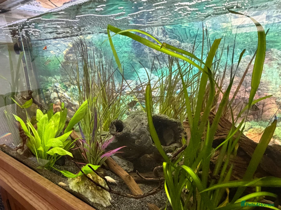 Other/Mixed Breed fish for sale: Lovely set up for sale  - Advert 5