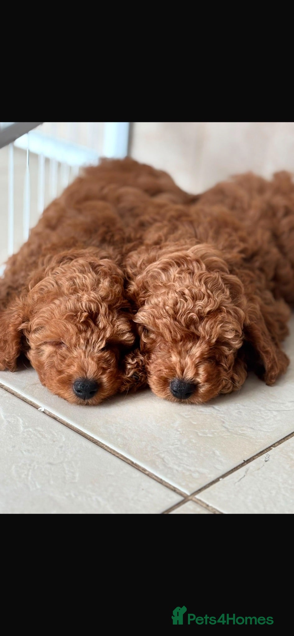 Poodle dogs Red Miniature Poodles - Advert 5