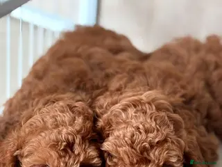 Poodle dogs Red Miniature Poodles - Advert 2