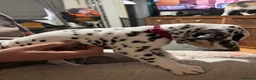 Dalmatian dogs for sale: RKG Dalmatian pups ready this weekend  - Advert 25