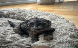 Cockapoo dogs for sale: Fb2 miniature cockapoo - Advert 11