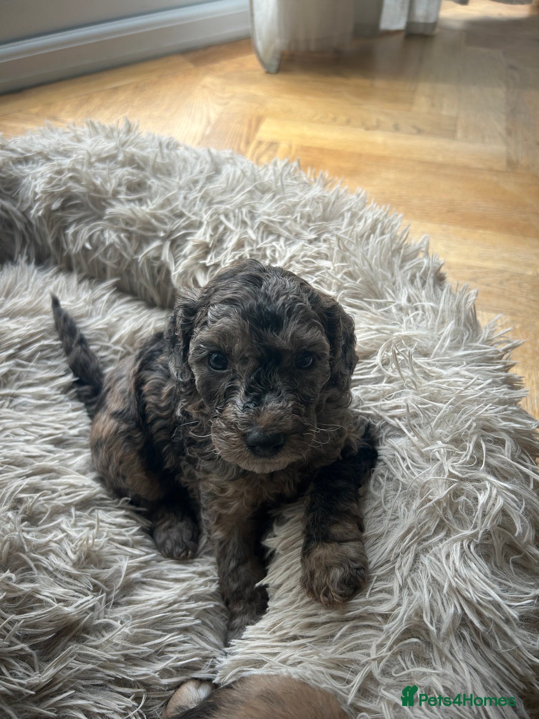 Cockapoo dogs for sale: Fb2 miniature cockapoo - Advert 11