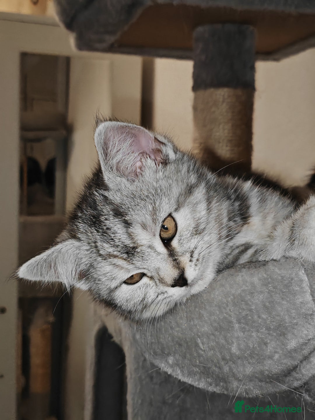 Mixed Breed cats for sale: British Shorthair Mix kittens - Ready Now - Advert 12