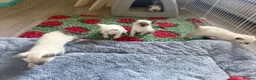 Ragdoll cats for sale: 🐾 Ragdoll Kittens – 5 Girls Available 🐾 in Dundee - Advert 3