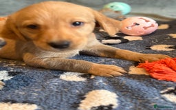 Goldador dogs for sale: Goldendor puppies - Image 6