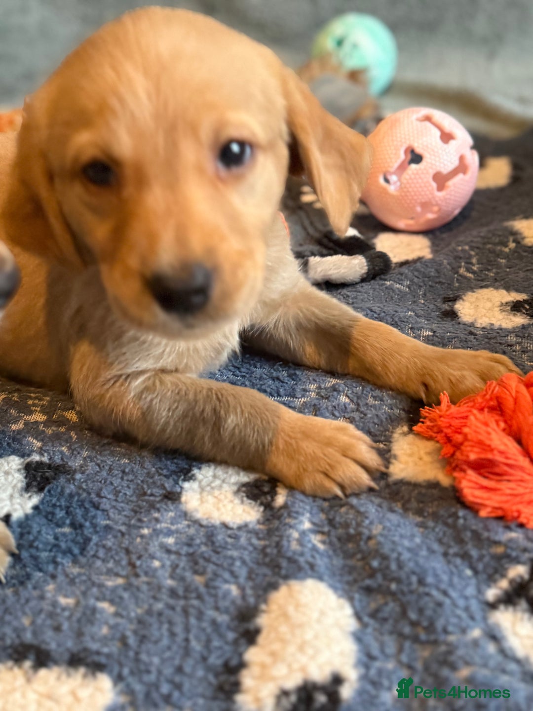 Goldador dogs for sale: Goldendor puppies - Image 6