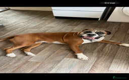 Boxer dogs for sale: Bonnie - Image 6