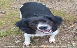 Brittany Spaniel dogs for adoption: Adorable, affectionate Clara-Camberley, Surrey  - Image 6