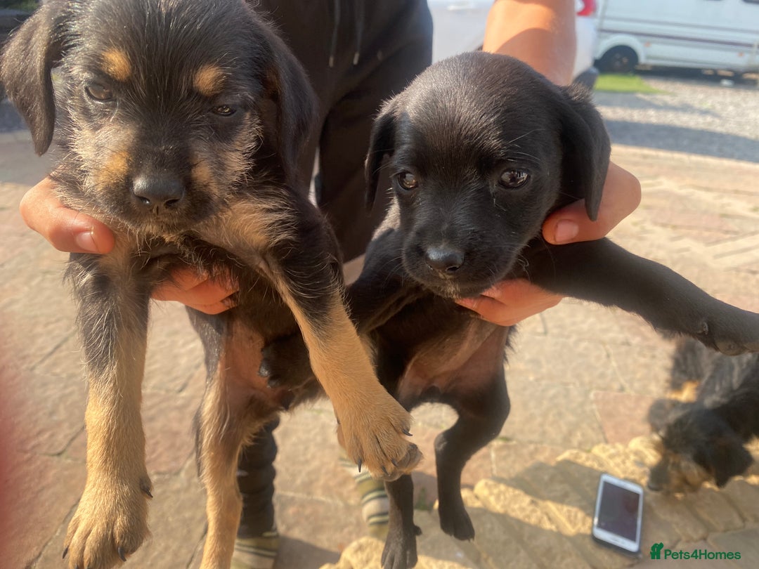 Mixed Breed dogs for sale: Puppys - Image 2