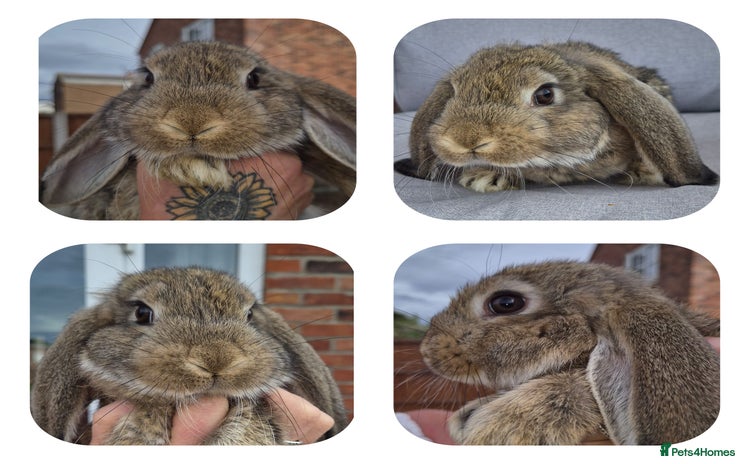 French Lop rabbits - Advert 2